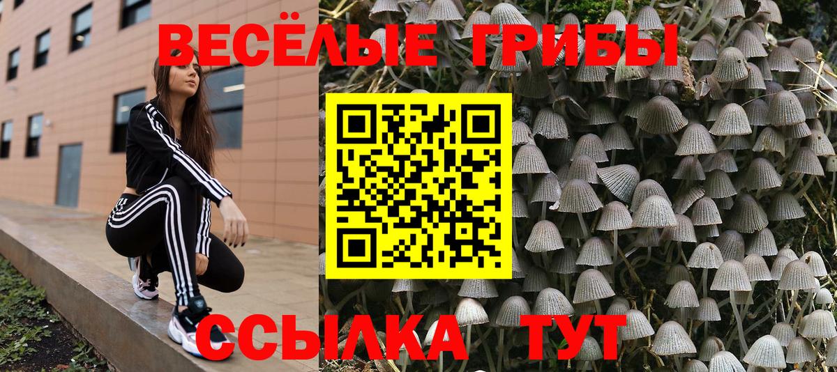 Псилоцибиновые грибы Psilocybe  Вход с VPN  Псилоцибиновые грибы Psilocybe  Алейск 